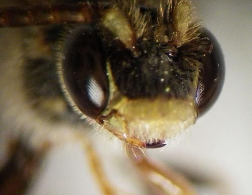 Nomada ruficornis